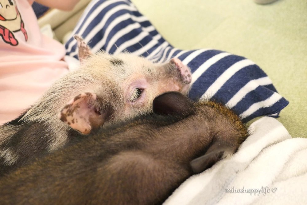 🐷 마이피그 카페 교토점 (mipig cafe Kyoto) 이미지 6